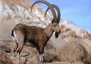 دیده شدن بز کوهی در روستای اهون + فیلم