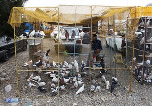 نظارت جدی بر بازار پرنده‎فروشان کرمانشاه
