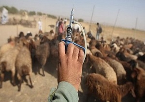 واکسیناسیون ۲۱۴ واحد دامی در خراسان جنوبی