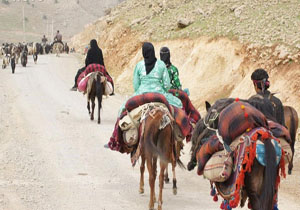۳۰ درصد از تولید گوشت قرمز استان سهم عشایر خراسان شمالی