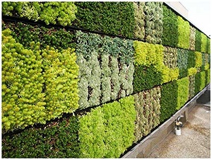 دیوارهای سبز شهر با گیاهان مقاوم به کم آبی