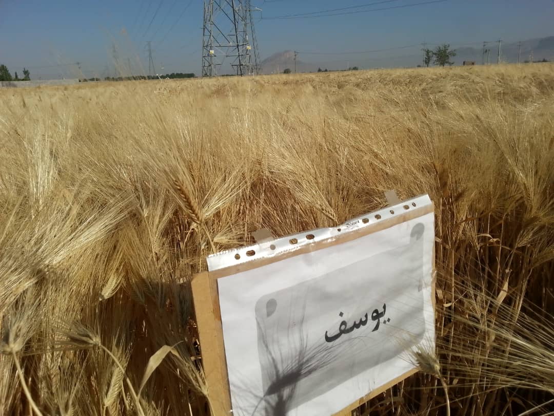 یوسف در مزارع جو مرودشت
