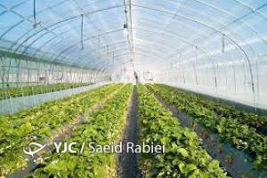 کلنگ زنی بزرگترین گلخانه هیدروپونیک خراسان شمالی در اسفراین