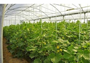 پرداخت ۶۵ میلیارد تومان تسهیلات تولید و اشتغال به استان