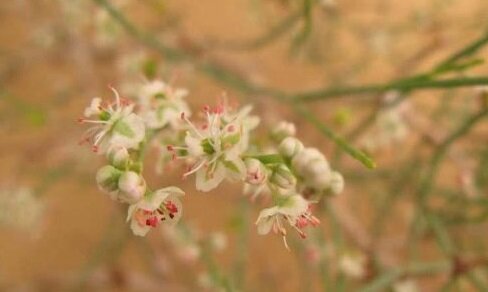 گیاهی که بهترین مرهم برای زخم‌های لثه است