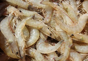 بهره برداری از سایت ۱۴۸ هکتاری پرورش میگو قشم