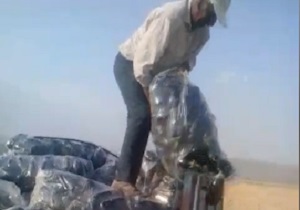 بادمجان‌هایی که خوراک گوسفندان شد! + فیلم