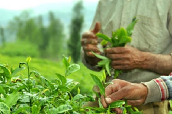 تاثیر افزایش قیمت خرید تضمینی برگ سبز چای در میزان رضایتمندی بین چایکاران