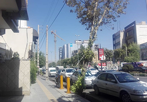 درختان در معرض سقوط، مهاربندی می‌شوند