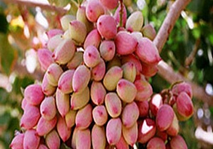 جشنواره پسته در کوهان میامی برگزار شد