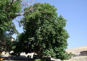 ثبت چنار کهنسال روستای بوزلین در فهرست میراث ملی