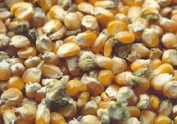 مخالفت با ولایت فقیه، تکذیب ائمه و اسلام است + فیلم