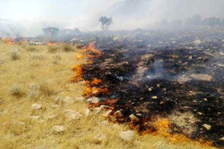 آتش سهل انگاری این بار دامان مراتع روستای بلوبین و قزلجه را گرفت/ کشاورزان از آتش زدن باقی مانده محصولات زراعی جدا خودداری کنند