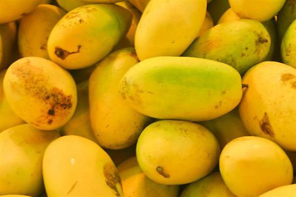 کشف میوه های خوشمزه قاچاق در نرماشیر
