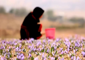 کشت و کار زعفران در وامنان + فیلم