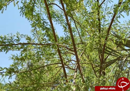 کهور، مهاجر آمریکایی که کمر به خشکاندن ریشه&zwnj;های تنفسی خوزستان بسته است+فیلم