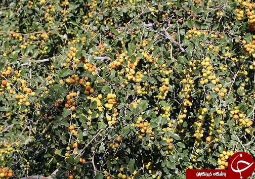 کهور، مهاجر آمریکایی که کمر به خشکاندن ریشه&zwnj;های تنفسی خوزستان بسته است+فیلم