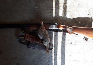 شکارچی متخلف کبک در مشگین شهر دستگیر شد