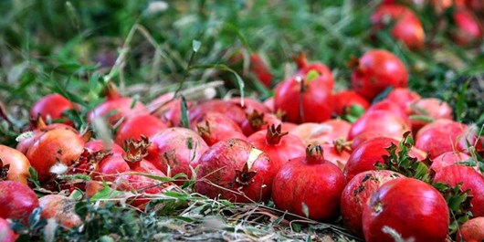 پیش بینی افزایش ۱۵ درصدی برداشت انار در استان