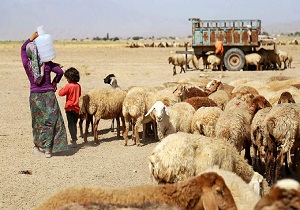 افزایش ۵۰ درصدی تولیدات دامی عشایر خراسان جنوبی