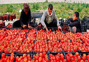 آغاز خرید حمایتی گوجه فرنگی در آذربایجان غربی