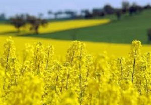 رونق کشت کلزا در مزارع استان اصفهان