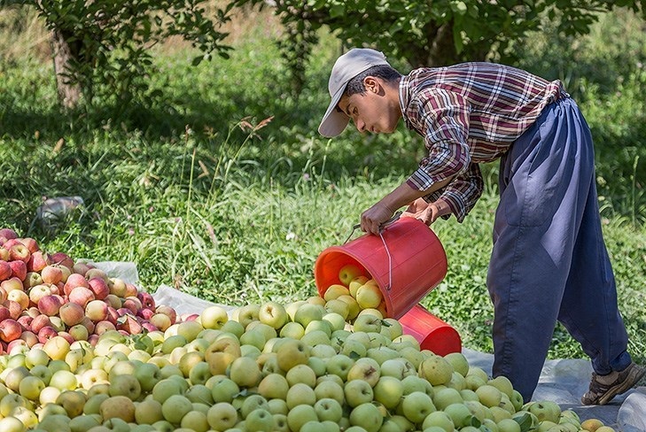 حکایت دردناک دسترنجی که سهم زباله‌هاست/ خسارتی که هیچکس گردن نمی‌گیرد