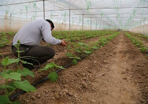 اجرای ۹۵۰ طرح اشتغالزایی در خراسان جنوبی