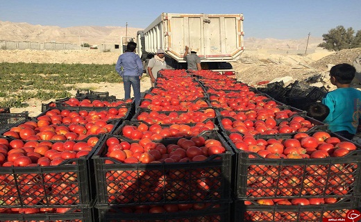 گوجه فرنگی کاران استان نگران فروش گوجه های خود نباشند