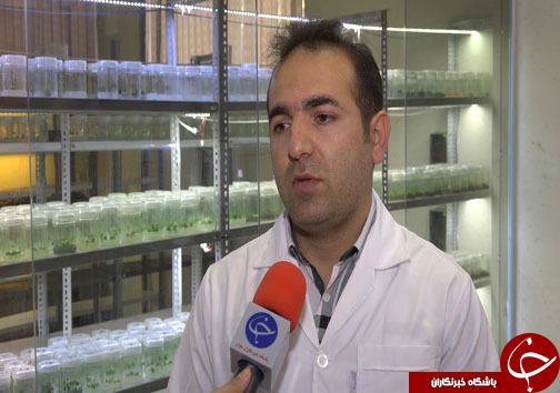 پرورش مروارید سیاه جنگل&zwnj;های شمال + عکس و فیلم