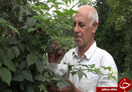 پرورش مروارید سیاه در جنگل&zwnj;های شمال + فیلم و تصاویر