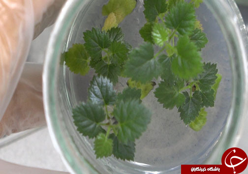 پرورش مروارید سیاه جنگل&zwnj;های شمال + عکس و فیلم