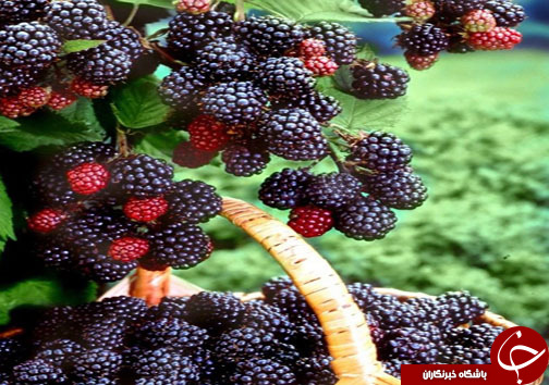 پرورش مروارید سیاه جنگل&zwnj;های شمال + عکس و فیلم