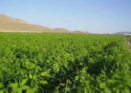 آغاز برداشت لوبیا از مزارع شهرستان سلطانیه