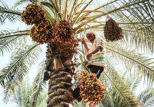 صادرات ۳۰۶ هزارتن خرما در کشور