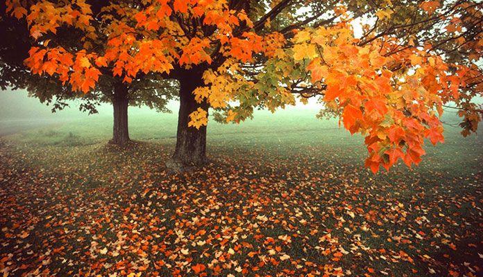 عاشقانه‌های شاعرانه برای پاییز رنگارنگ را بخوانید