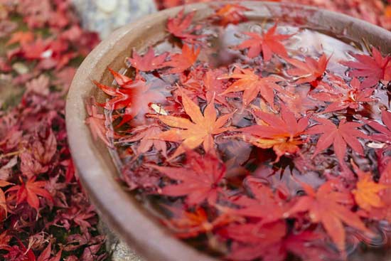 مجموعه&zwnj;ای از اشعار پاییزی