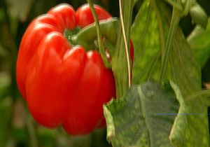 نسخه&zwnj;هایی از جنس مهربانی برای بیماران + فیلم