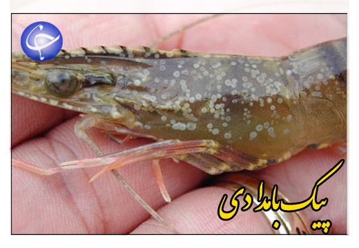 انگ بیوتروریسم بر لکه&zwnj;های سفید میگو + صوت