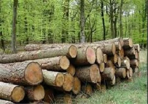 شناسایی و دستگیری قاچاقچیان چوب جنگلی در اردبیل