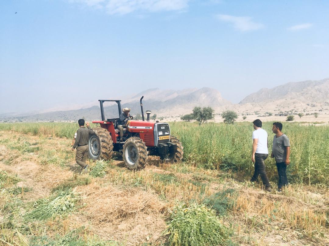 برداشت نیمه مکانیزه کنجد در قیروکارزین