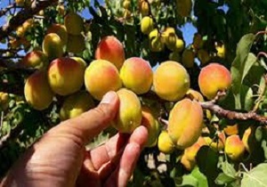 پایان برداشت زردآلو در سمنان
