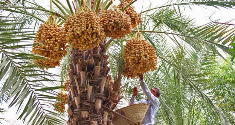 ۲۲۲ هزار تن خرما در سیستان و بلوچستان برداشت شد