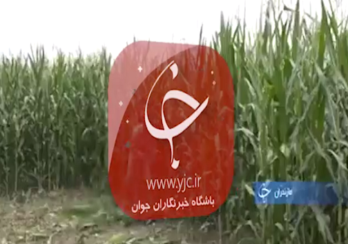 بالا رفتن امید برای بقای نسل گونه&zwnj;ای در حال انقراض تا دور کردن ۳۲ کیلومتری آلودگی نفتی از ساحل خارگ +فیلم