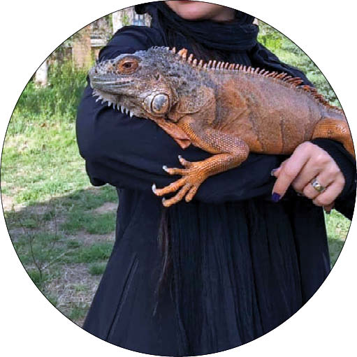 اپیدمی نگهداری حیوانات عجیب وغریب / و حالا رتیل زانو قرمز! +تصاویر