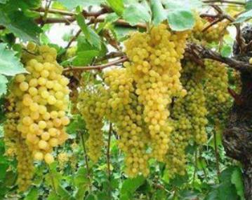 پرداخت تسهیلات به باغداران برای ایجاد باغ&zwnj;های انگور ایستاده و داربستی/۱۵۰ هکتار باغ ایستاده انگور در استان همدان امسال ایجاد می&zwnj;شود