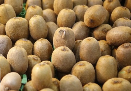 آغاز صادرات کیوی گیلان به روسیه