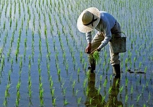 ۲۰ هزار متر مکعب آب برای کاشت برنج در بروجرد استفاده شده است