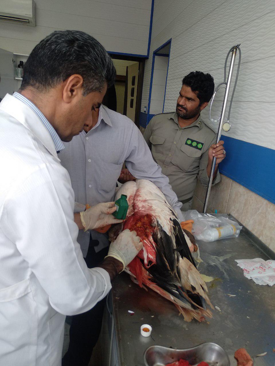 جراحی پلیکان زخمی در زاهدان
