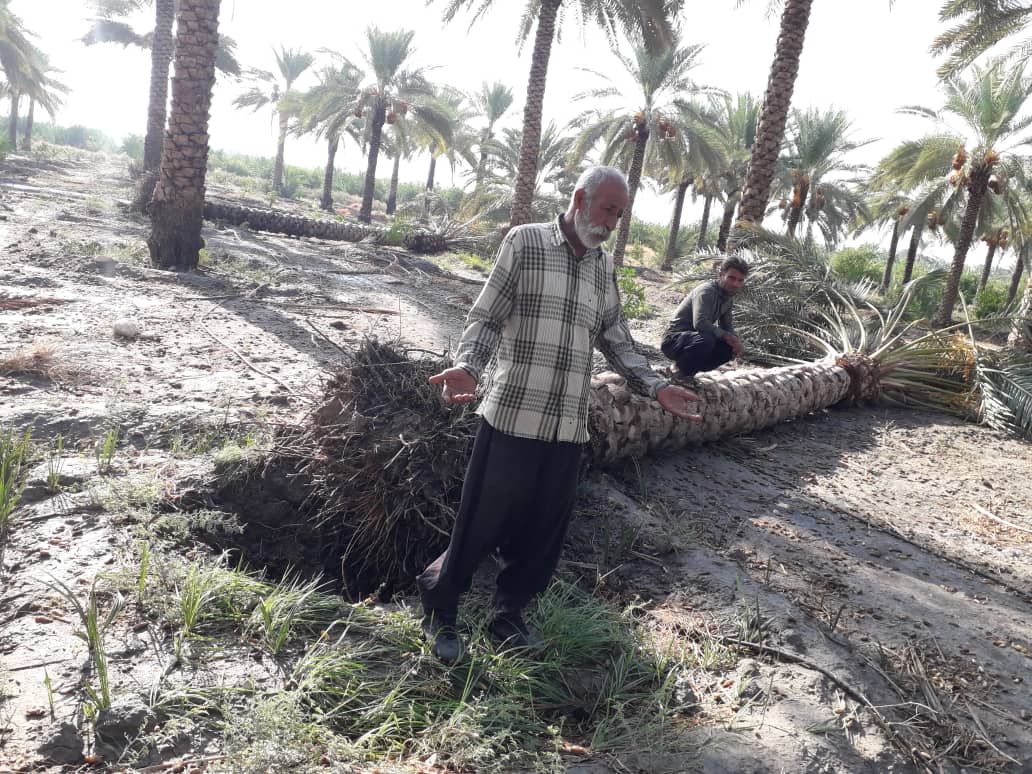 خسارت ۲۲۵ میلیارد تومانی تگرگ به کشاورزی قیروکارزین